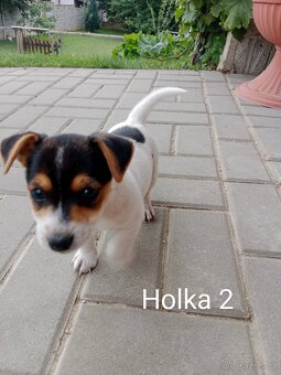 Jack Russell teriér - 6