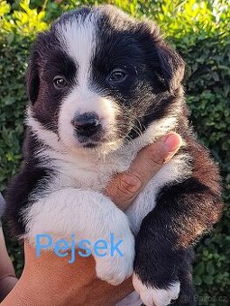 Border kolie bez pp - 6