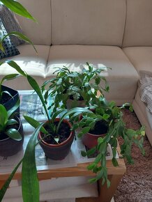 pokojové rostliny - 6
