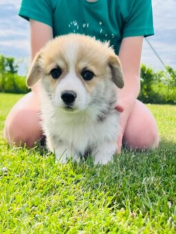 Welsh corgi pembroke s PP (FCI) - 6