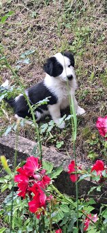 Border kolie - 6