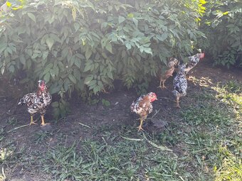 Kohouti - švédská květina chocholatá - 6