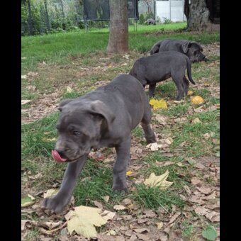 Cane Corso - 6