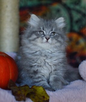 Sibiřská kočka s PP - 6