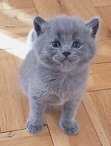 Britská modrá koťátka - 6
