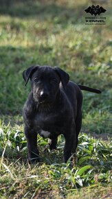 LUXUSNÍ společník - Uruguayský Cimarron s PP - 6