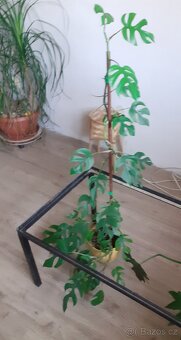 Monstera minima - 6