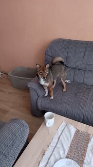 Fena shiba inu - 6