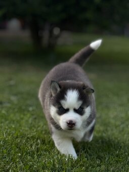 SIBIŘSKÝ HUSKY - 6