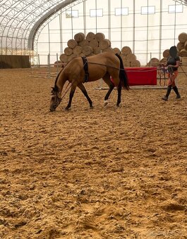 Buckskin klisna Quarter Horse, nominace Euro Futurity - 6