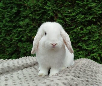 Zakrslý beránek, králíček, králík - NOAH - 6