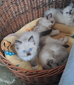 Koťátka ragdoll s PP - 6