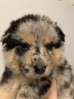 Bordel kolie merle - 6