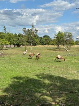 Kamerunské ovce - 6