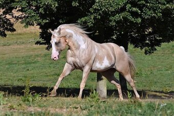 Mladá klisna Paint Horse - 6