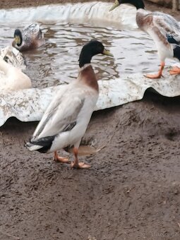 Prodám kačery ind.bežce - 6