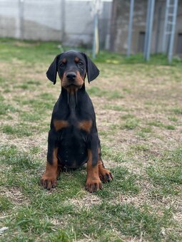 Doberman šteňa s FCI pôvodom - 6