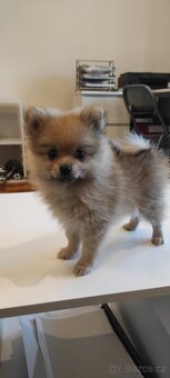 Špic pomeranian s pp - 6