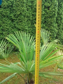 Palma Trachycarpus fortunei - 6