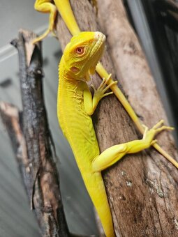 Iguana Iguana - Albino - 6