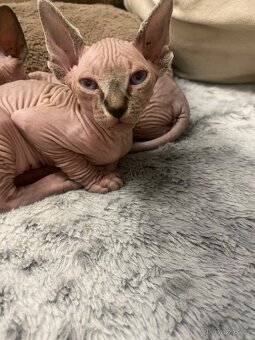 Sphynx - 6