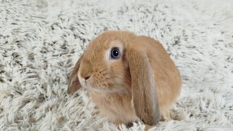 Zakrslý beránek, králíček, králík - RIKI - 6