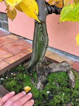 Bonsai, Bonsaj, jamadori, lípa srdčitá - 6