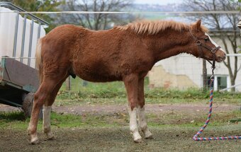 Hřebeček Welsh B 2025 Rezervace - 6