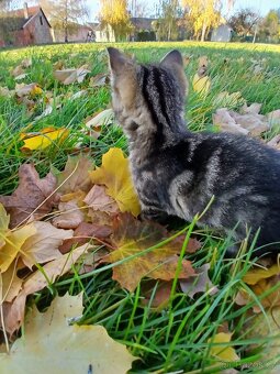 2 měsíční koťátko zdarma - 6