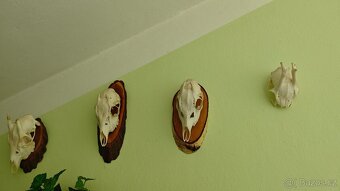 Prodám trofeje - 6