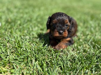 Cockapoo, maltipoo, cavapoo, pudel - 6