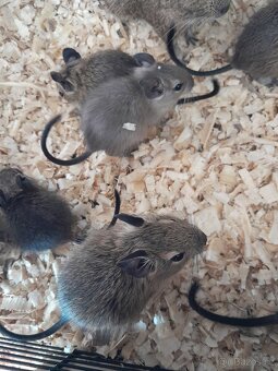Osmáci degu - 6