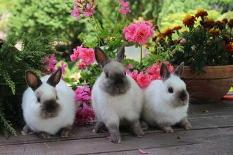 Zakrslý králík siamský žlutý s rodokmenem - 6