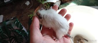 Darování osmáků degu do dobrých rukou - 6