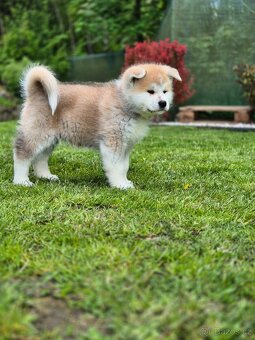 Štěňátka Akita Inu - 6