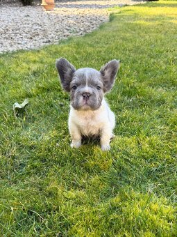 Francouzsky buldoček fluffy psy - 6