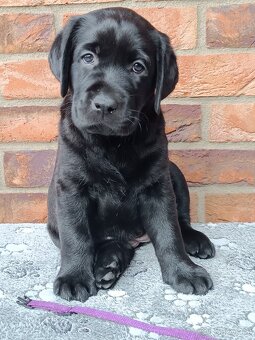 Labrador s PP - 6