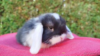 Zakrslý beránek, králíček, králík - ELIŠKA - 6