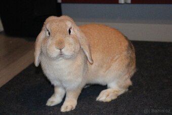 🐰 Zakrslý beránek – mláďata k rezervaci - 6