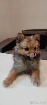 Špic pomeranian s pp štěňata ji - 6