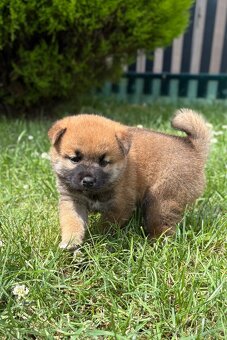 Shiba inu s PP - 6