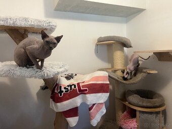 Sphynx - 6