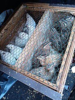 Křepelka japonská - 6