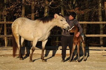 Appaloosa bay blanket colt Atlas - 6