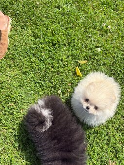 Pomeranian - 6