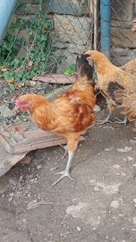 Šumavanka (kohout) - 6