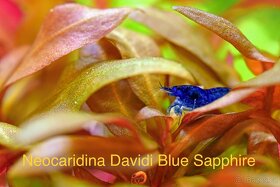 PREMIUM Akva Krevetky a Mini Raciky - 6