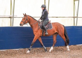 nadějný valach do parkuru, Conquistador x Diarado - 6