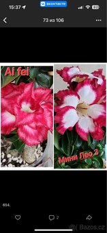 adenium obesum mini - 6