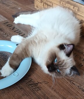 Kočička seal mitted ragdoll s PP - 6